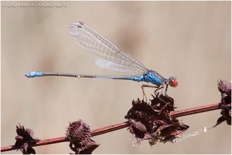 Erythromma viridulum 5 Erythromma viridulum photo 5