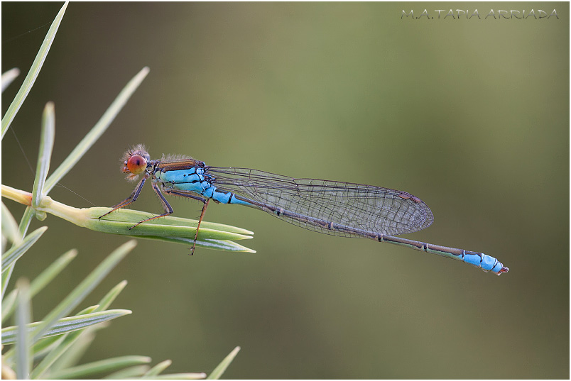 Erythromma viridulum 6 Erythromma viridulum photo 6