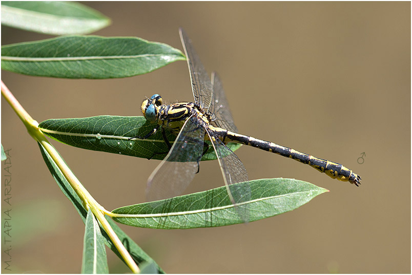 Gomphus graslinii 1 Gomphus graslinii photo 1