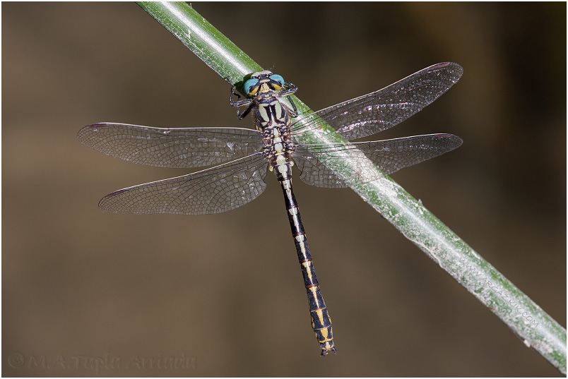 Gomphus graslinii 6 Gomphus graslinii photo 6