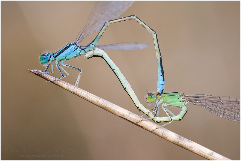 Ischnura pumilio photo 1