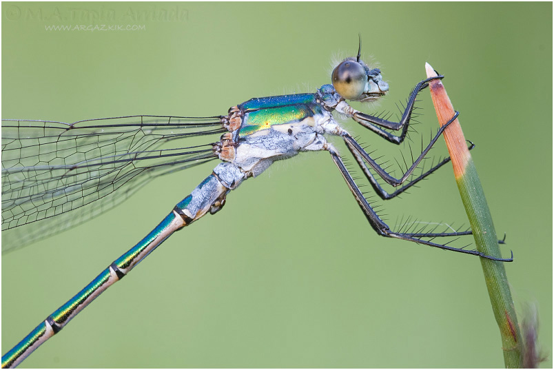 Lestes dryas photo 2