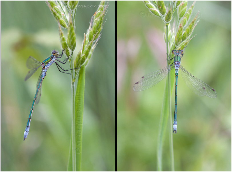 Lestes dryas photo 3