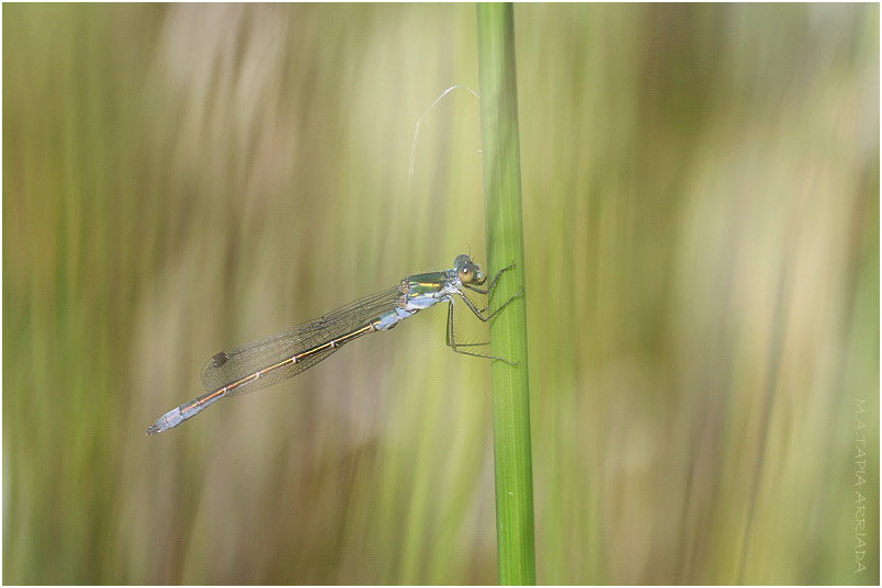 Lestes dryas photo 4