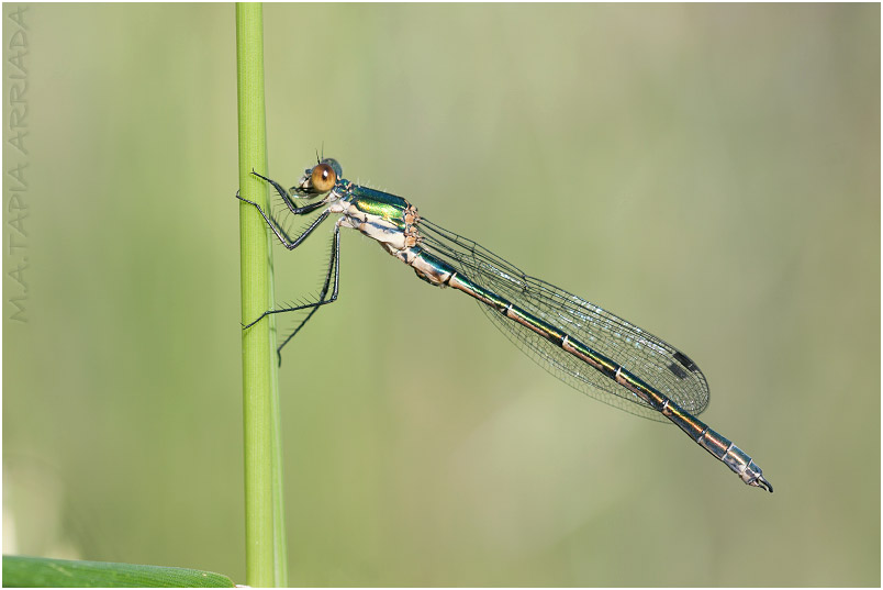 Lestes dryas photo 5