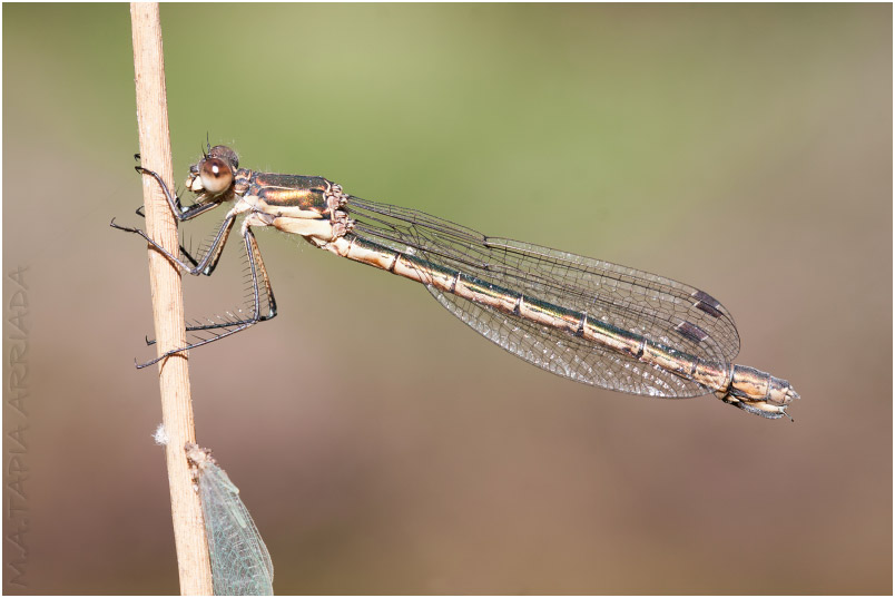 Lestes dryas photo 6