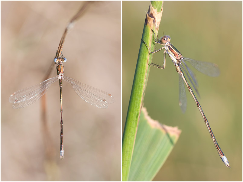 Lestes virens photo 1