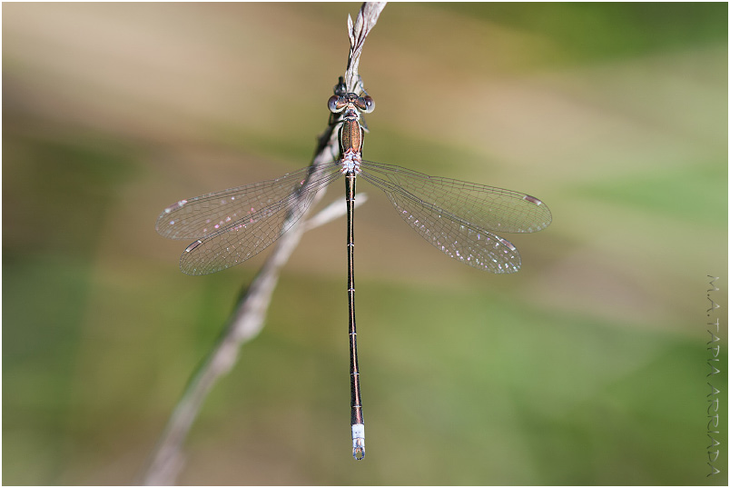 Lestes virens photo 2
