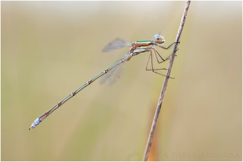 Lestes virens photo 3
