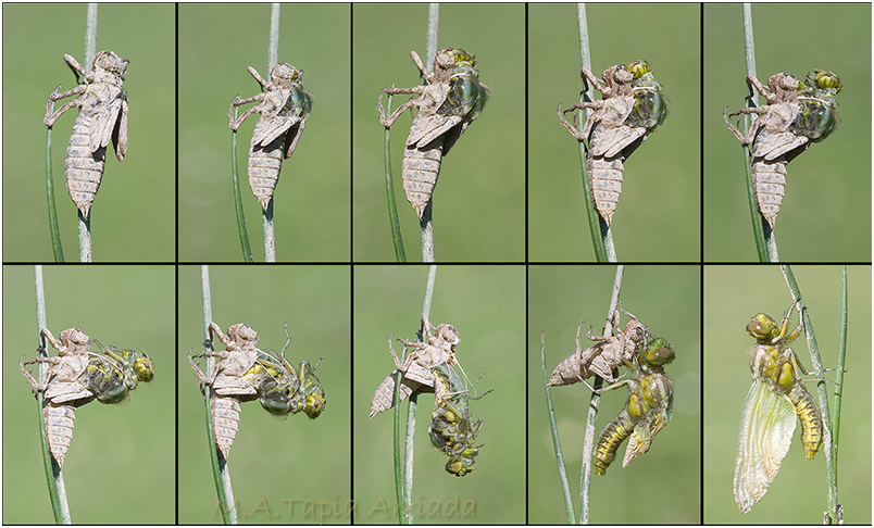 Libellula depressa photo 1