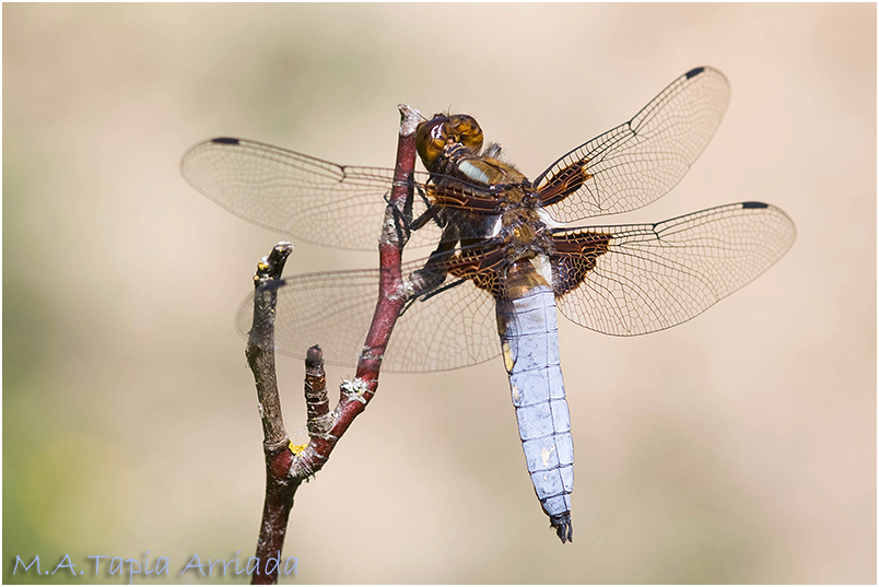 Libellula depressa photo 3