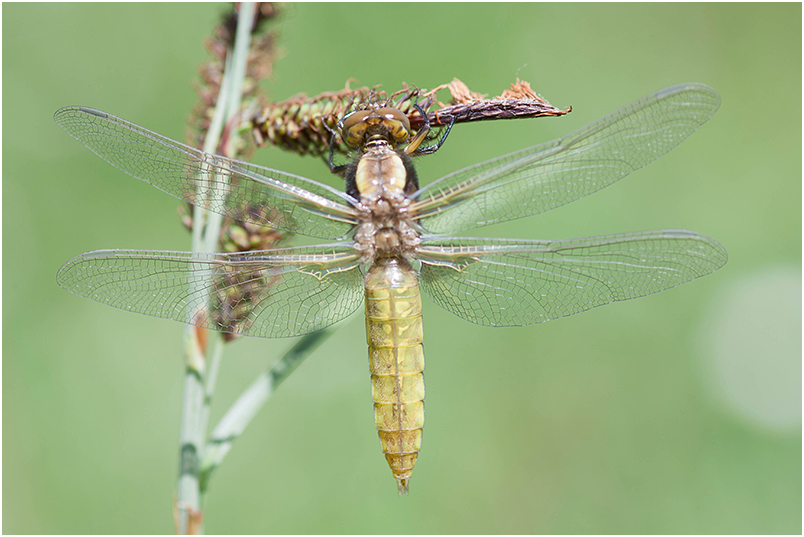 Libellula depressa photo 4