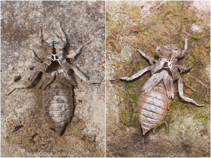 Onychogomphus forcipatus photo 1