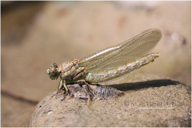 Onychogomphus forcipatus photo 2