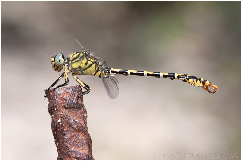 Onychogomphus forcipatus photo 4