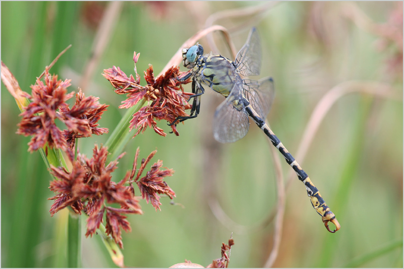 Onychogomphus forcipatus photo 3