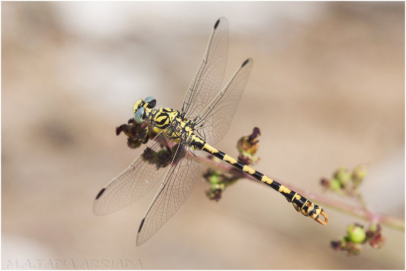 Onychogomphus forcipatus photo 5