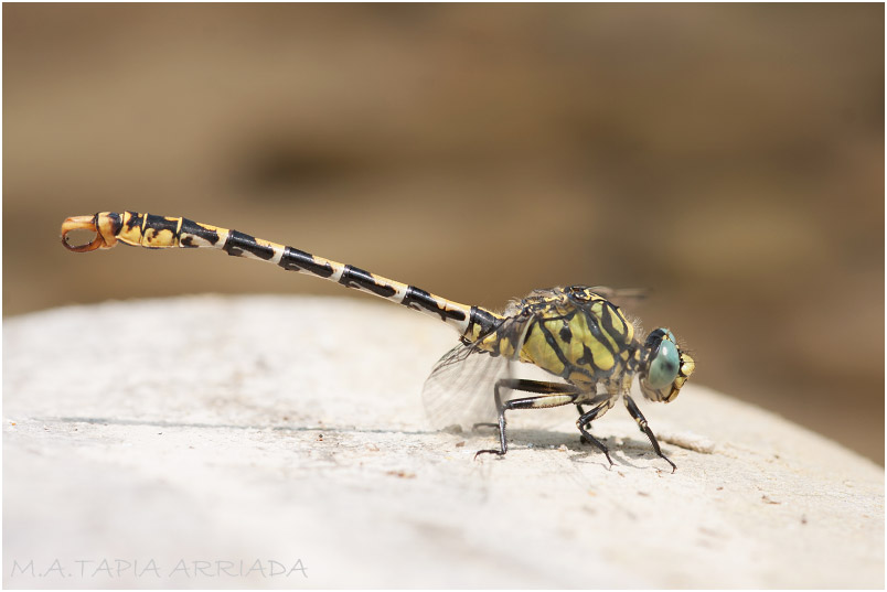 Onychogomphus forcipatus photo 6