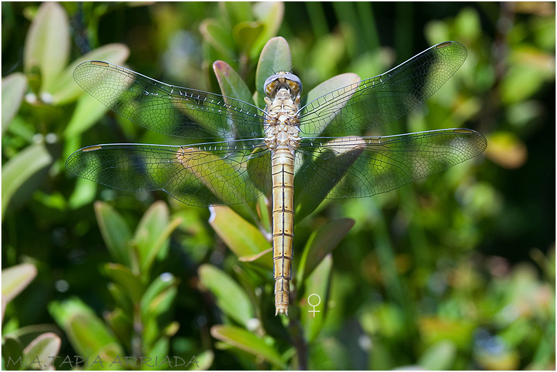 Orthetrum brunneum 1 Orthetrum brunneum photo 1