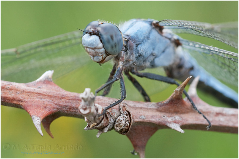 Orthetrum brunneum 4 Orthetrum brunneum photo 4