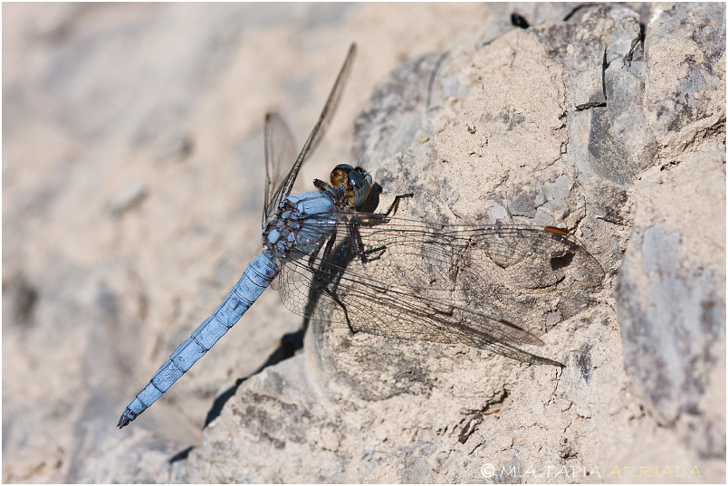 Orthetrum brunneum 5 Orthetrum brunneum photo 5