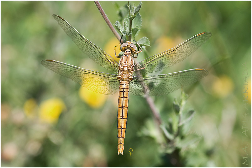 Orthetrum brunneum 2 Orthetrum brunneum photo 2