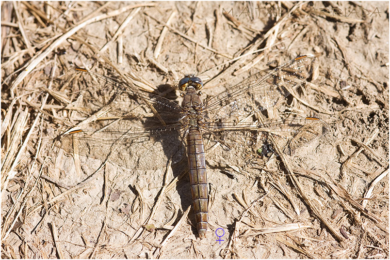Orthetrum brunneum 3 Orthetrum brunneum photo 3