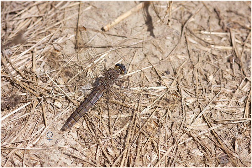 Orthetrum brunneum 4 Orthetrum brunneum photo 4