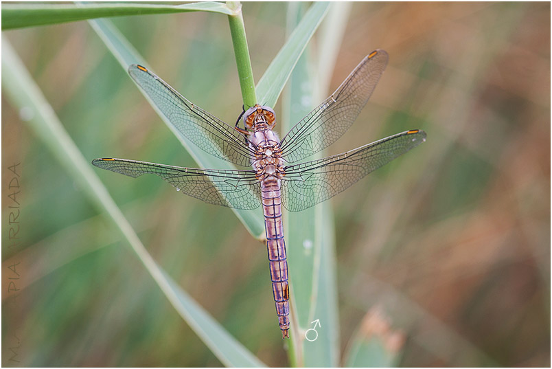 Orthetrum brunneum 6 Orthetrum brunneum photo 6