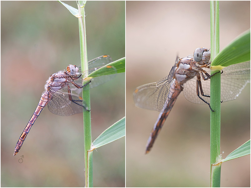 Orthetrum brunneum 7 Orthetrum brunneum photo 7