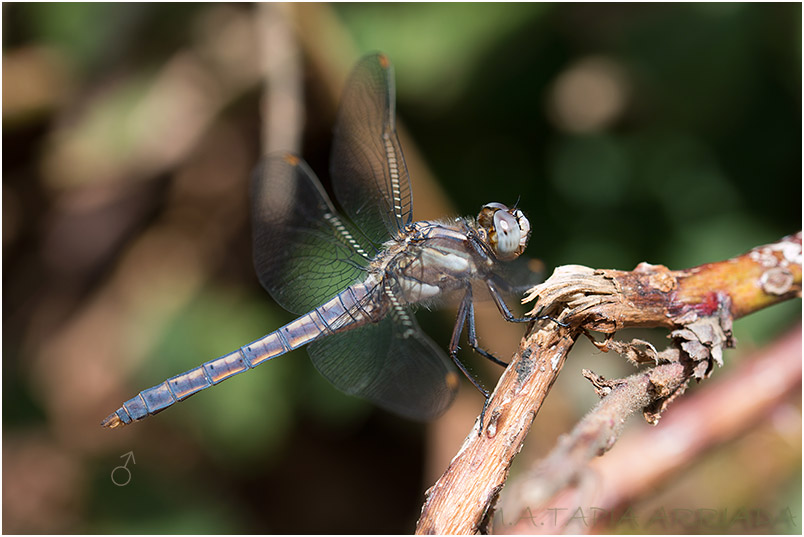 Orthetrum brunneum 8 Orthetrum brunneum photo 8