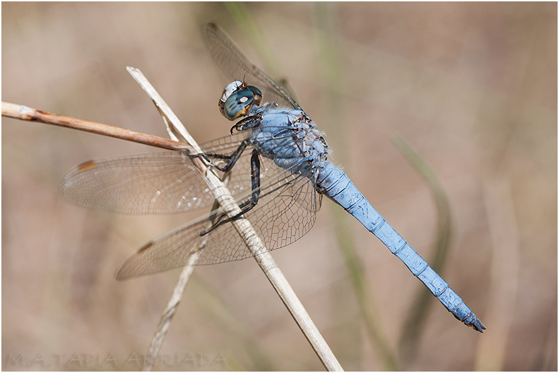 Orthetrum brunneum 9 Orthetrum brunneum photo 9