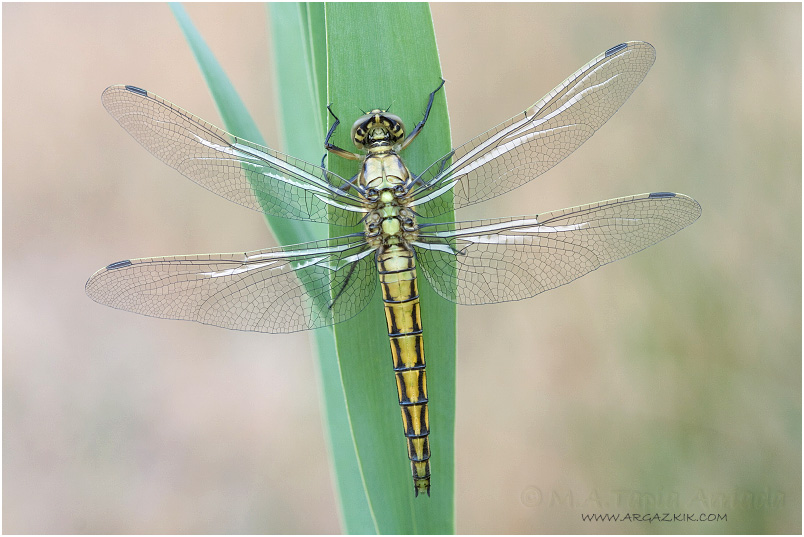 Orthetrum cancellatum photo 1