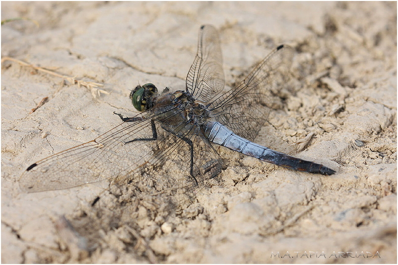 Orthetrum cancellatum photo 1