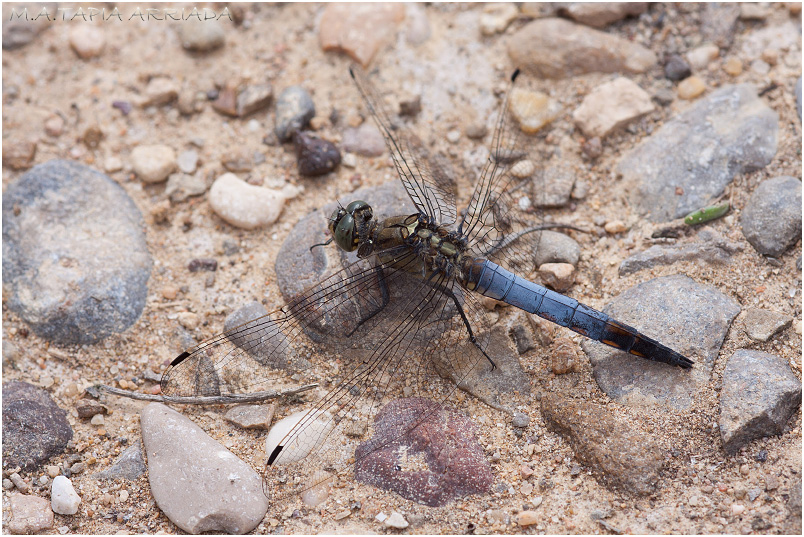 Orthetrum cancellatum photo 2