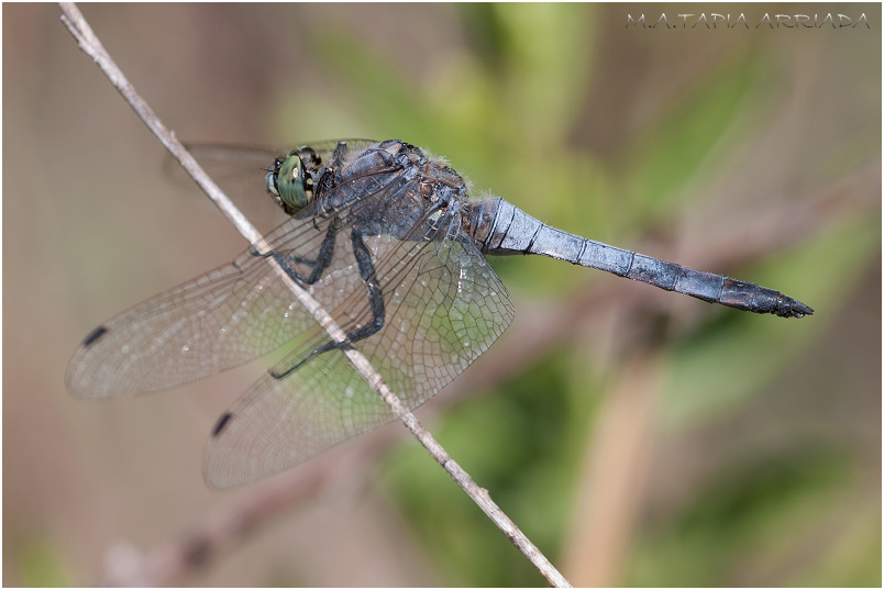 Orthetrum cancellatum photo 3