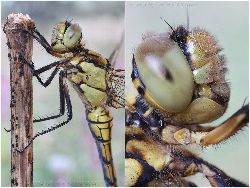 Orthetrum cancellatum photo 6