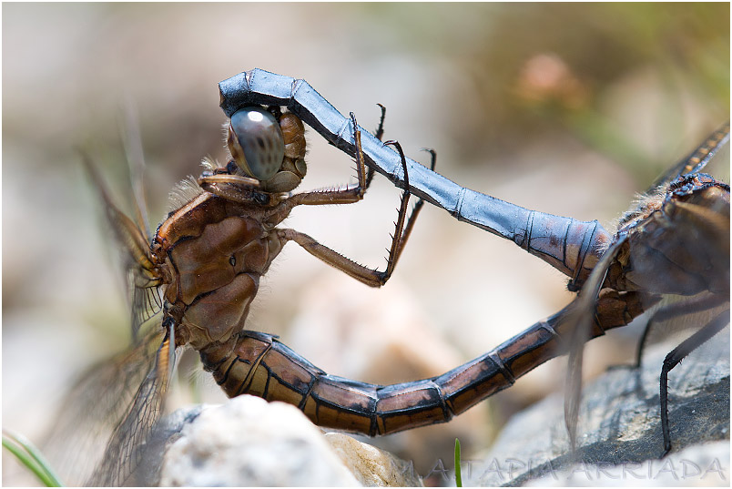 Orthetrum coerulescens 10 Orthetrum coerulescens photo 10