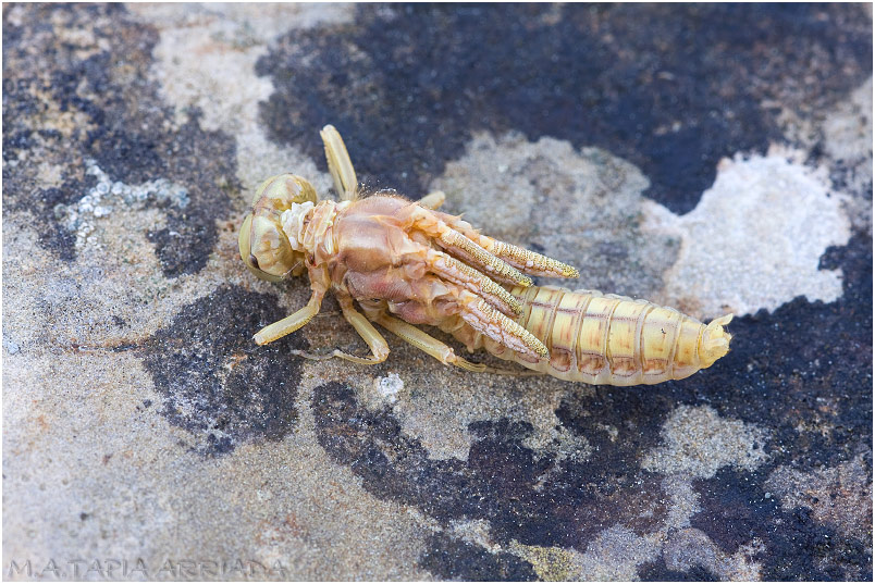 Orthetrum coerulescens 1 Orthetrum coerulescens photo 1