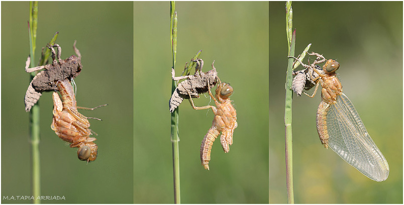 Orthetrum coerulescens 2 Orthetrum coerulescens photo 2