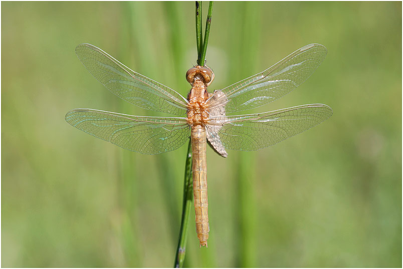 Orthetrum coerulescens 3 Orthetrum coerulescens photo 3