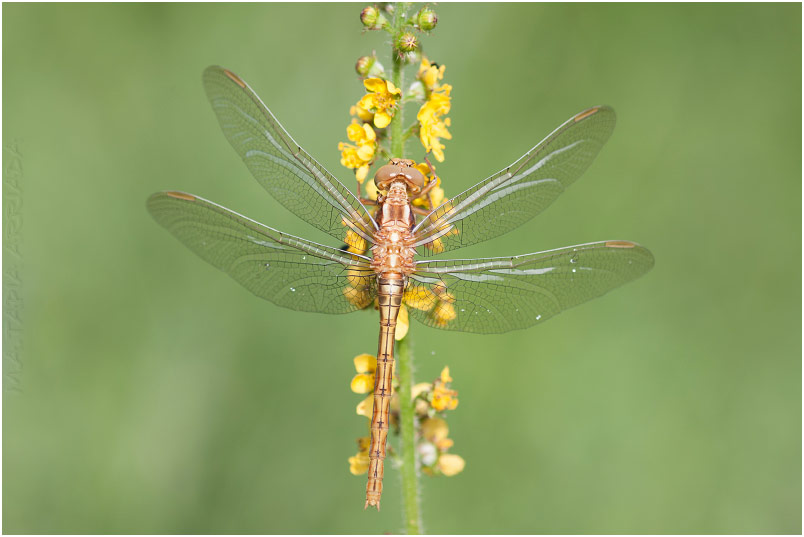 Orthetrum coerulescens 4 Orthetrum coerulescens photo 4
