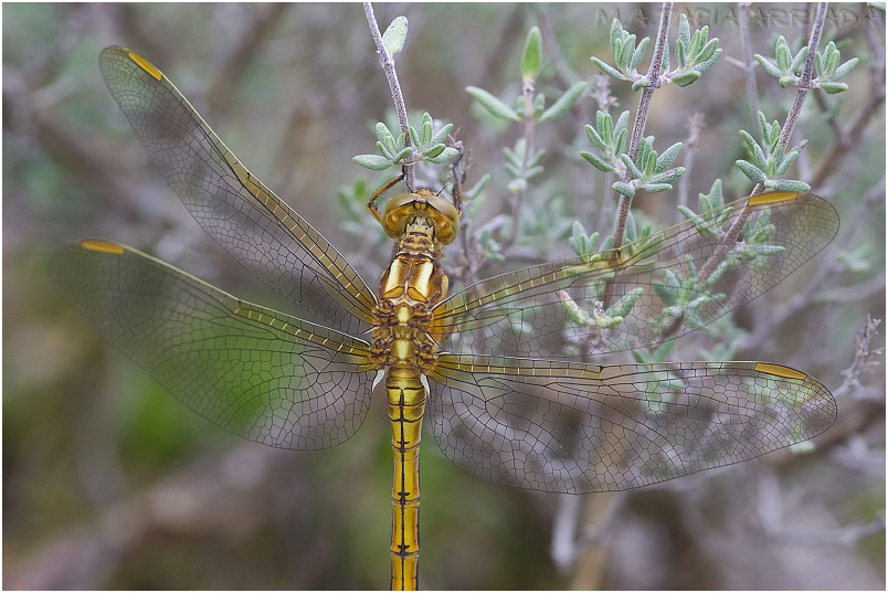 Orthetrum coerulescens 5 Orthetrum coerulescens photo 5