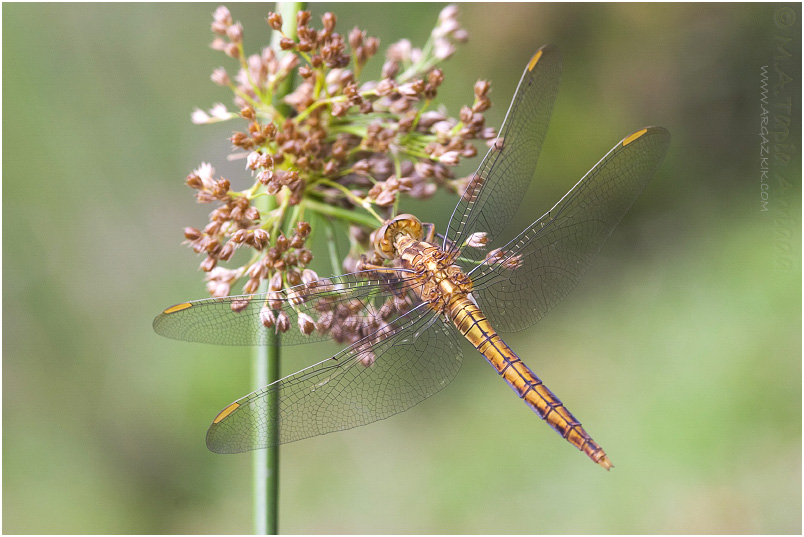 Orthetrum coerulescens 6 Orthetrum coerulescens photo 6
