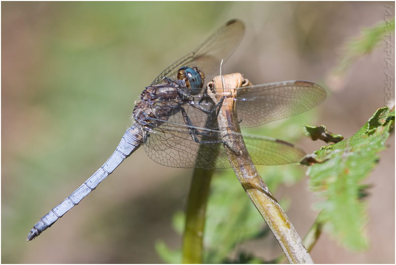 Orthetrum coerulescens 8 Orthetrum coerulescens photo 8
