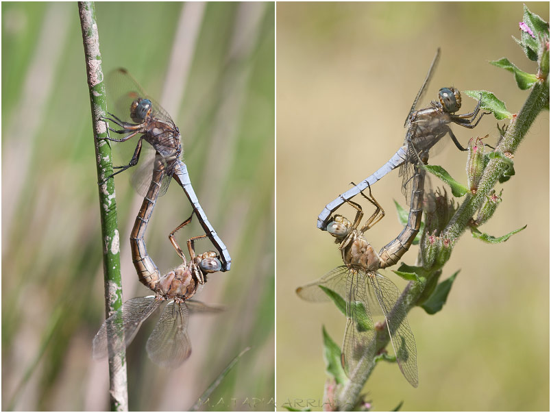 Orthetrum coerulescens 9 Orthetrum coerulescens photo 9