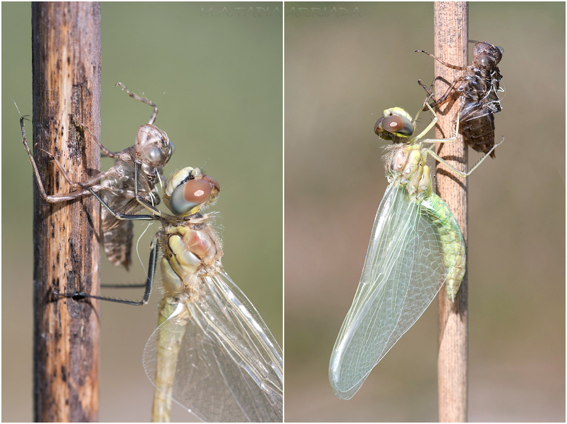 Sympetrum fonscolombii 1 Sympetrum fonscolombii photo 1