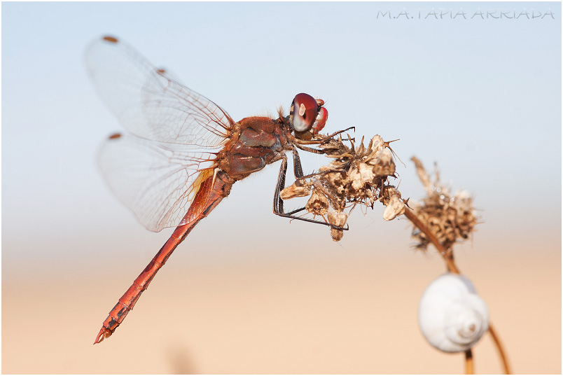 Sympetrum fonscolombii 10 Sympetrum fonscolombii photo 10