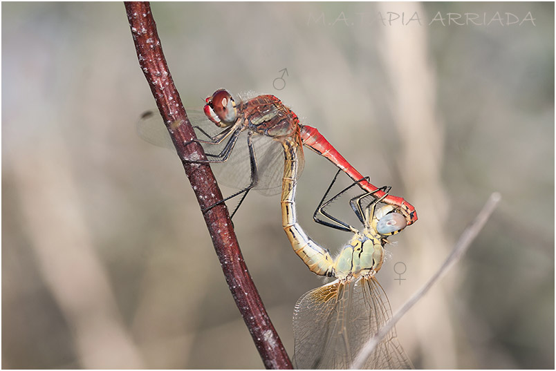 Sympetrum fonscolombii 11 Sympetrum fonscolombii photo 11
