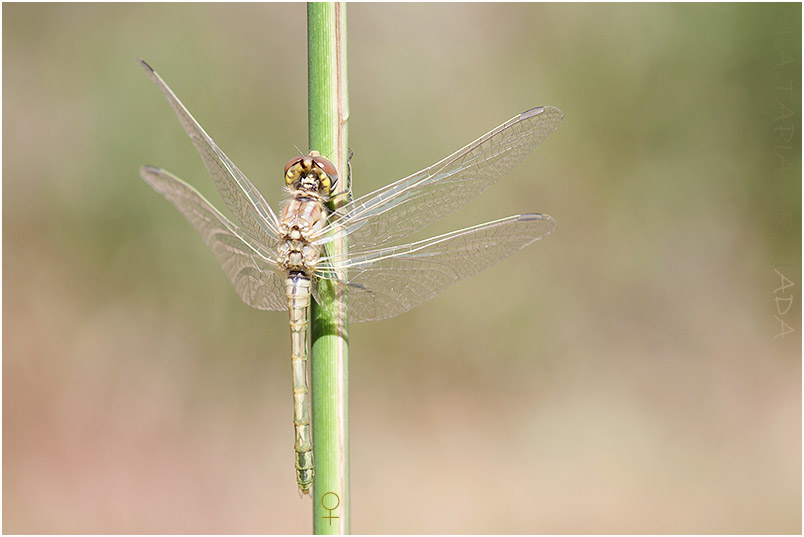 Sympetrum fonscolombii 1B Sympetrum fonscolombii photo 1B